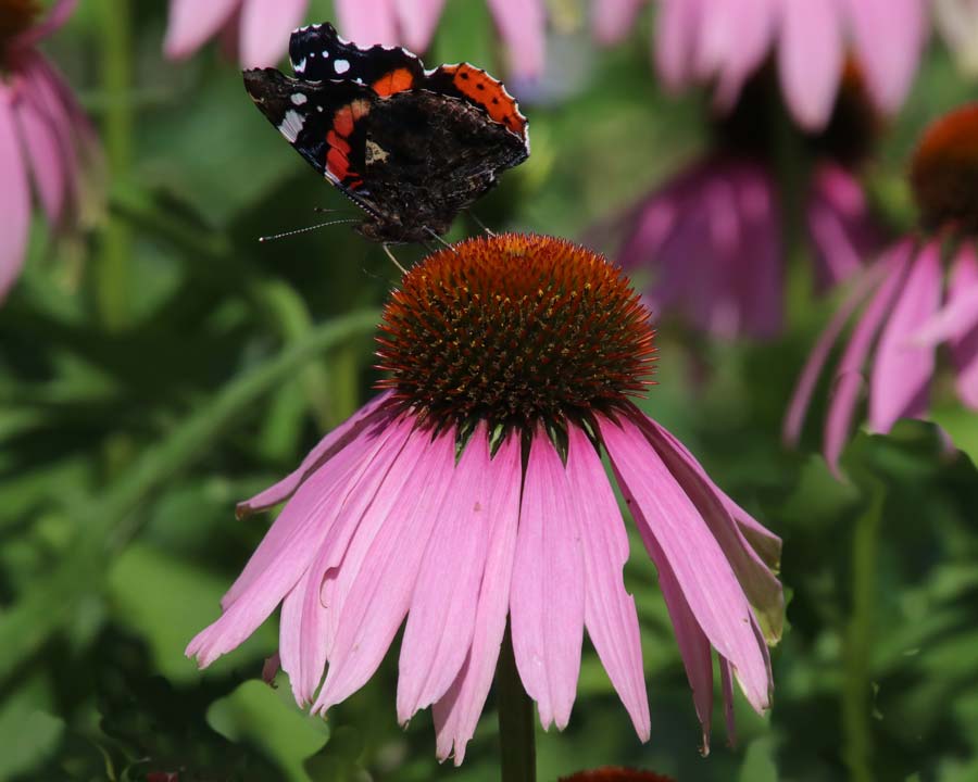 Westbury Court Garden - butterfly feeding on nectar of Echinacea purpurea